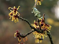 Hamamelis x intermedia 2016 01 23 9013